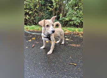 Gigino: kleiner Fratz sucht Kuschelplatz