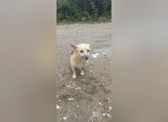 Kukla sucht ein warmes Zuhause