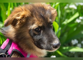 Mishka - Liebenswerter Junghund sucht seine Herzensmenschen