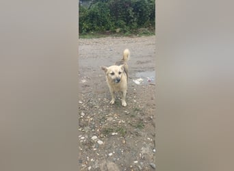 Kukla sucht ein warmes Zuhause