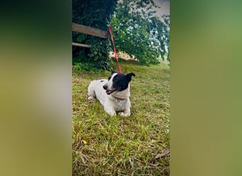 Manu - Kleine Kämpferin sucht ihr Glück