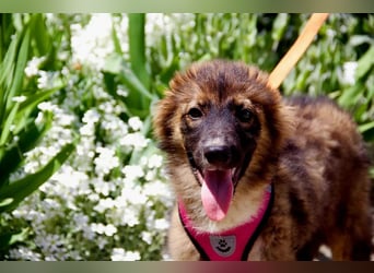 Mishka - Liebenswerter Junghund sucht seine Herzensmenschen