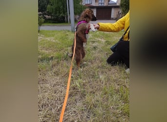 Mishka - Liebenswerter Junghund sucht seine Herzensmenschen