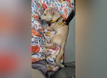 Gigino: kleiner Fratz sucht Kuschelplatz