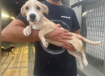 Gigino: kleiner Fratz sucht Kuschelplatz