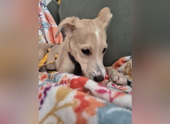 Gigino: kleiner Fratz sucht Kuschelplatz