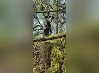 Kleine verrückte Maus sucht ihr Für-immer-Zuhause