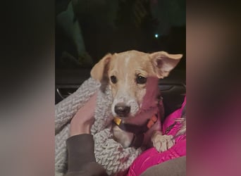 Gigino: kleiner Fratz sucht Kuschelplatz