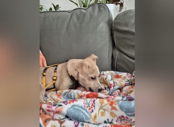 Gigino: kleiner Fratz sucht Kuschelplatz