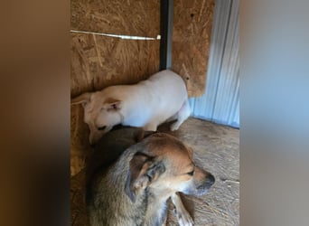 Lilly - schüchterner kleiner Schatz