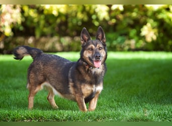 Sanfte Eva sucht ihre Menschen