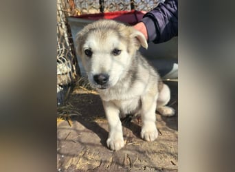 Chance - sooo niedlich ❤️