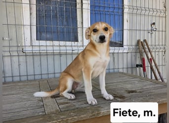 Fiete -