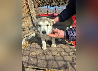 Chance - sooo niedlich ❤️