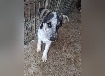 Selma möchte die Welt entdecken