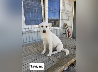 Tavi - wo sind seine Menschen?