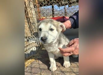 Chance - sooo niedlich ❤️