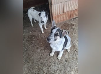 Selma möchte die Welt entdecken