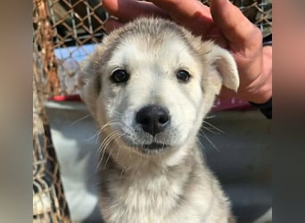 Chance - sooo niedlich ❤️