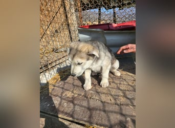 Chance - sooo niedlich ❤️