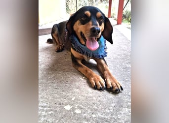 Rüde JACK sucht sein Zuhause