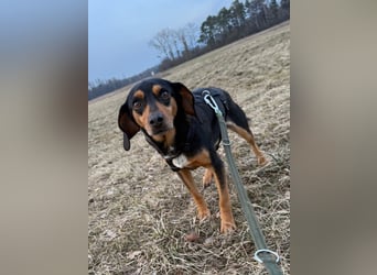 Rüde JACK sucht sein Zuhause