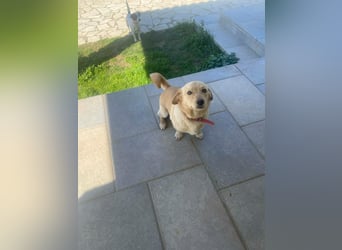 Rüde JERRY sucht sein Für-immer-Zuhause