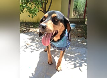 Rüde JACK sucht sein Zuhause