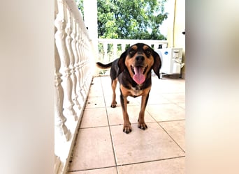 Rüde JACK sucht sein Zuhause