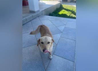 Rüde JERRY sucht sein Für-immer-Zuhause