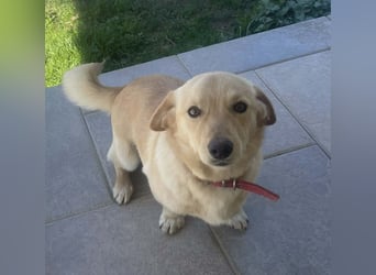 Rüde JERRY sucht sein Für-immer-Zuhause