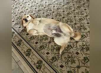 Rüde JERRY sucht sein Für-immer-Zuhause