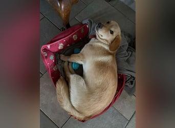 Rüde JERRY sucht sein Für-immer-Zuhause