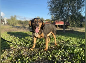 Rüde JACK sucht sein Zuhause