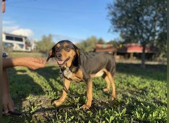 Rüde JACK sucht sein Zuhause