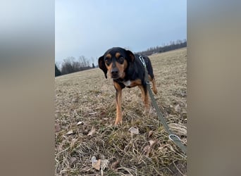 Rüde JACK sucht sein Zuhause