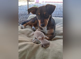 Junghündin CARRIE sucht ihren Lieblingsplatz