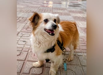 Lana ,kleine Herzenshündin mit fluffigen Öhrchen sucht dringend ihr Zuhause