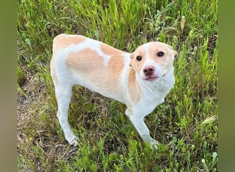 Lola, soll nicht im Tierheim aufwachsen