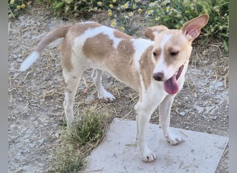Lola - kleine Lachmaus  sucht ihr großes Glück