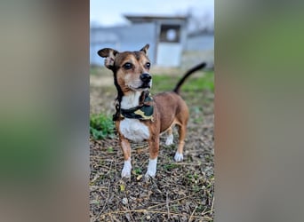 Turbo, hat seine Familie verloren