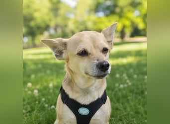 Rick, mag Katzen und Hundekumpels