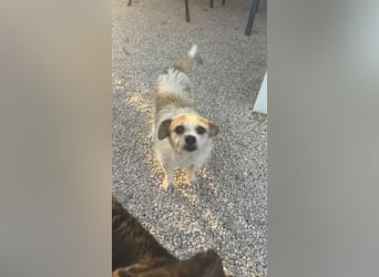 Pitufa sucht ein ruhiges Zuhause