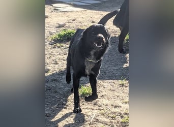 Tuno, katzenverträglicher Sonnenschein sucht seinen Platz