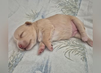 Wanda,Kleine Herzensbrecherin mit großem Mama-Herz sucht ihr Glück!