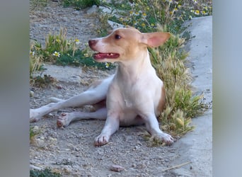 Lola - kleine Lachmaus  sucht ihr großes Glück