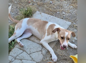 Lola - kleine Lachmaus  sucht ihr großes Glück