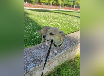 Rick, mag Katzen und Hundekumpels