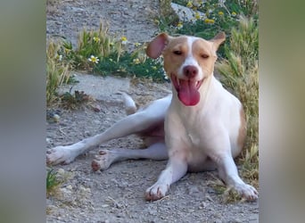 Lola, soll nicht im Tierheim aufwachsen