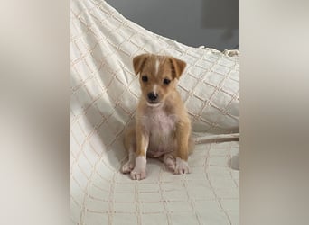 Enzo - kleiner Sonnenschein auf vier Pfoten sucht sein großes Glück